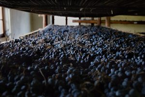 The drying of grapes