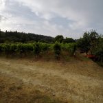 Vineyard - Haritatos vineyard