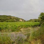 Vineyard - Haritatos vineyard