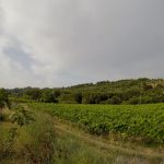 Vineyard - Haritatos vineyard