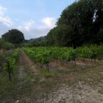 Vineyard - Haritatos vineyard