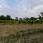 Vineyard - Haritatos vineyard