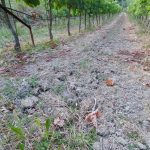 Clay soil - Haritatos vineyard