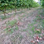 Clay soil - Haritatos vineyard