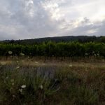 Vineyard - Haritatos vineyard