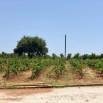 Mavrodaphne vineyard, Gentilini