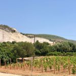 Mavrodaphne vineyard, Gentilini