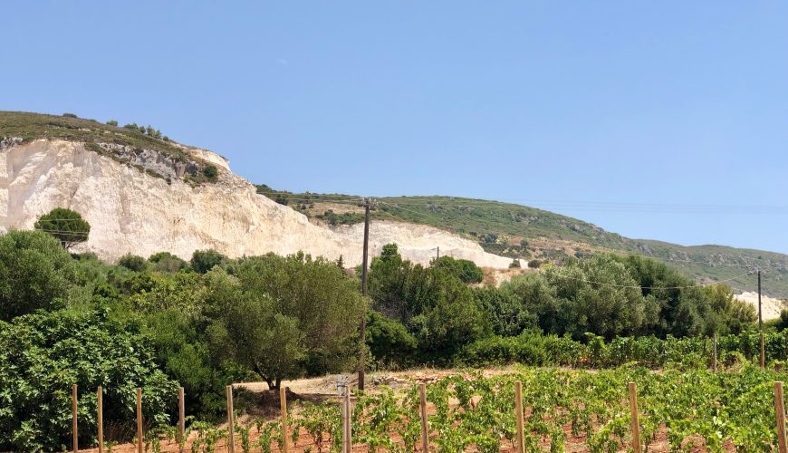 Mavrodaphne vineyard, Gentilini