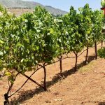 Mavrodaphne vineyard, Gentilini