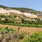 Mavrodaphne vineyard, Gentilini