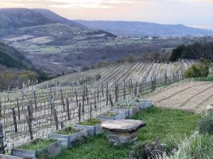 Polič Truške - the vineyard