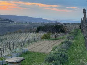 Polič Truške - the vineyard