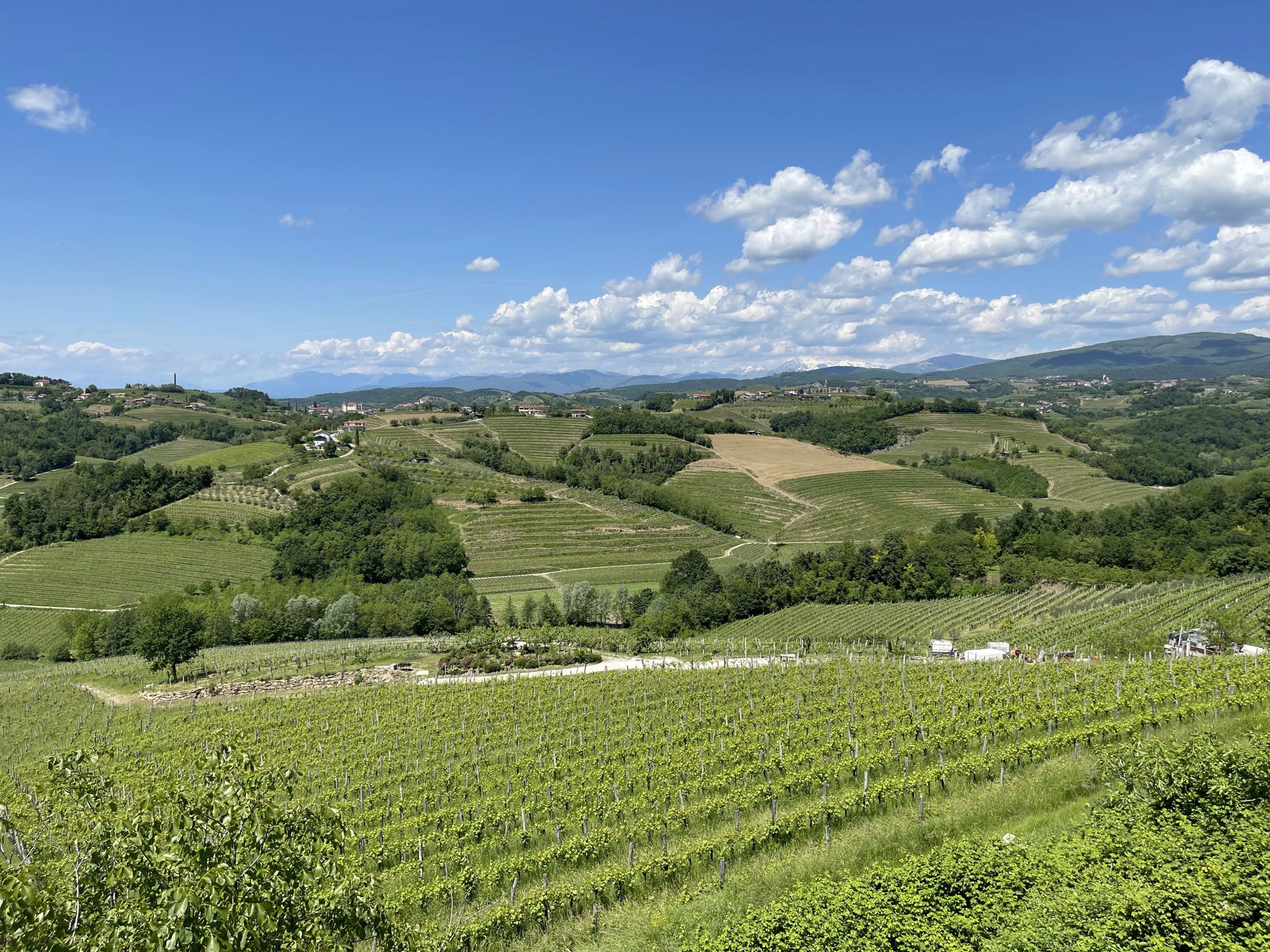 Emeran Reya's vineyard