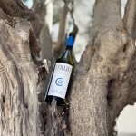 Korsič - Collio DOC, 2023